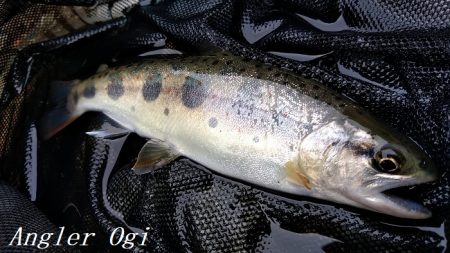 先行者の後、釣りこぼしを拾う釣り