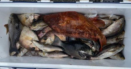 康仁丸・餌釣り・ジギング釣り果