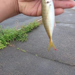 いつものロックフィッシュ