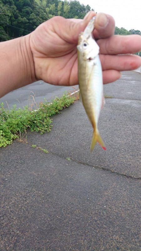 いつものロックフィッシュ