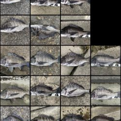 イチノ兄弟、釣果!