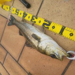 楽しめて1日　～辰巳橋・さざなみ公園～