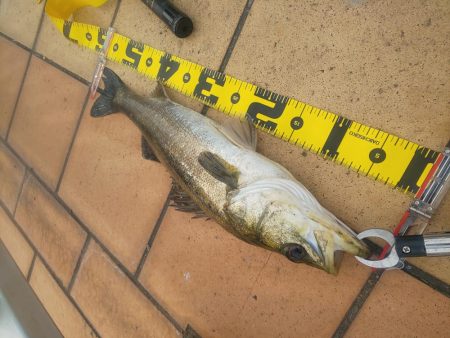 楽しめて1日　～辰巳橋・さざなみ公園～