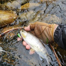 綺麗な夏ヤマメ