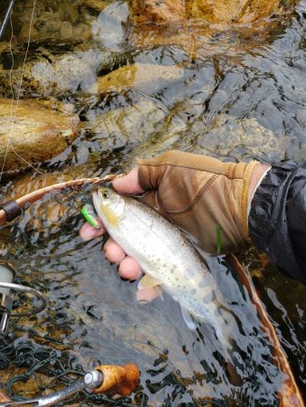 綺麗な夏ヤマメ
