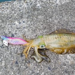 チビアオリ(^^)(–;)