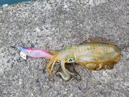 チビアオリ(^^)(–;)