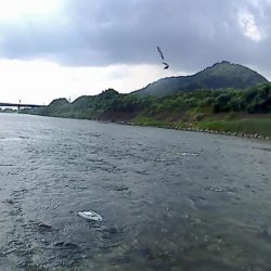 野洲川での友釣り