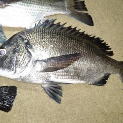 良型めばる　まだいました