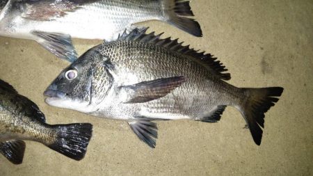 良型めばる　まだいました