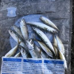 小豆サイズ豆アジ