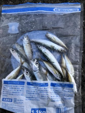 小豆サイズ豆アジ