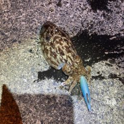 エギング、ライトゲーム