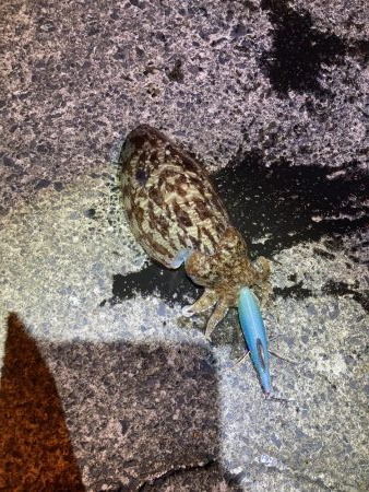 エギング、ライトゲーム