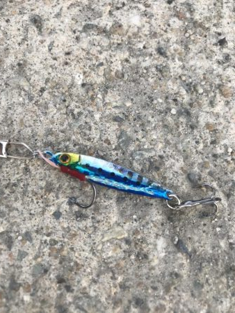 マイクロジグサビキでサバGET!