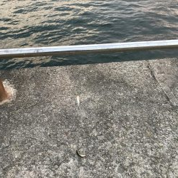 イワシラッシュ