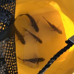 おせんオンリー