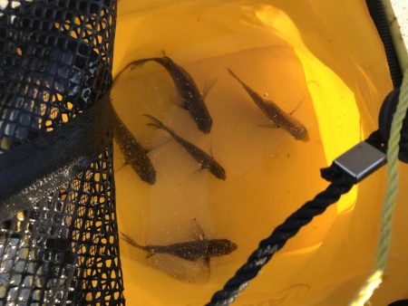 おせんオンリー