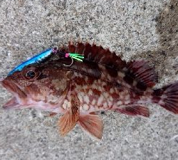 チーバスと諸々