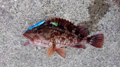 チーバスと諸々