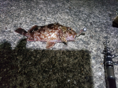 川久横でミニサイズ