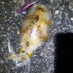 数釣りできたよ。エギング