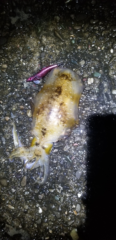 数釣りできたよ。エギング