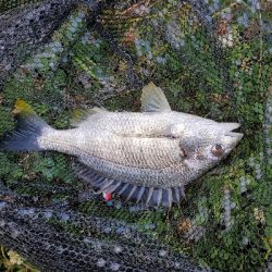 デイゲームにて。