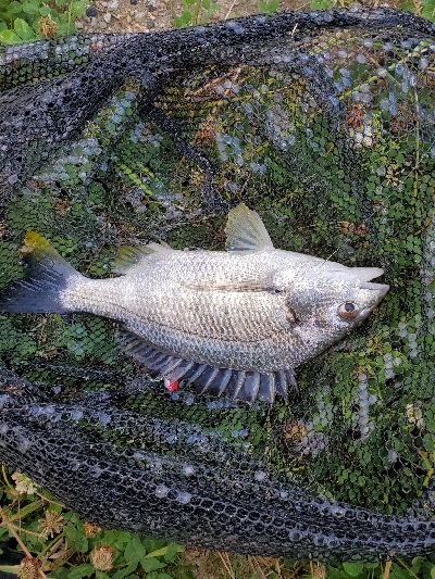 デイゲームにて。