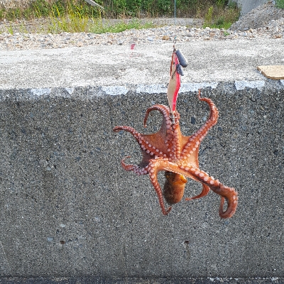 オクトパッシング