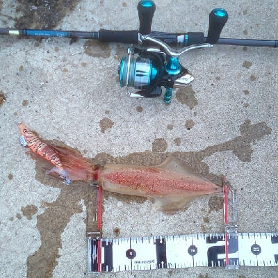 エギング時々ロック