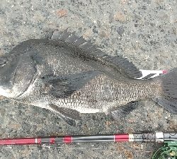 クロダイ連チャン