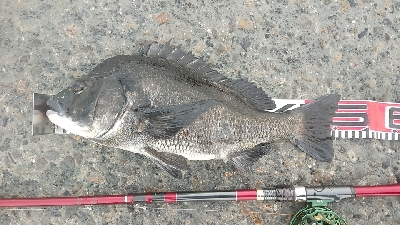 クロダイ連チャン