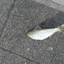 泳がせ釣り