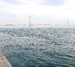 淡路島でのコブダイ釣り