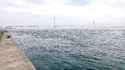 淡路島でのコブダイ釣り