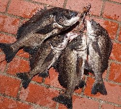 今期初の年無し