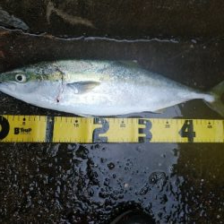 ハマチ釣れてます♪