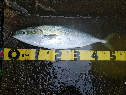 ハマチ釣れてます♪