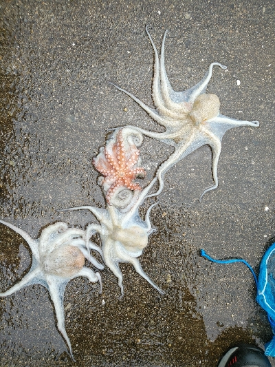 日中でも釣れます♪