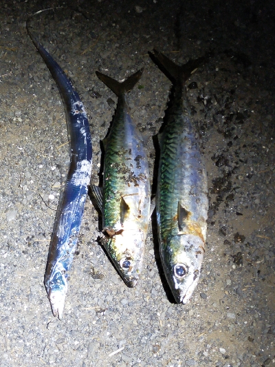 サバの回遊あり