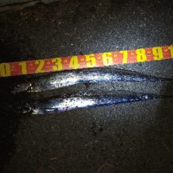 タチウオの時合い／夕マヅメ