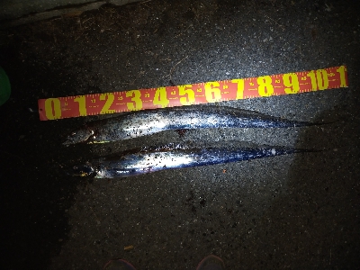 タチウオの時合い／夕マヅメ