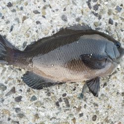 今年初　グレ調査