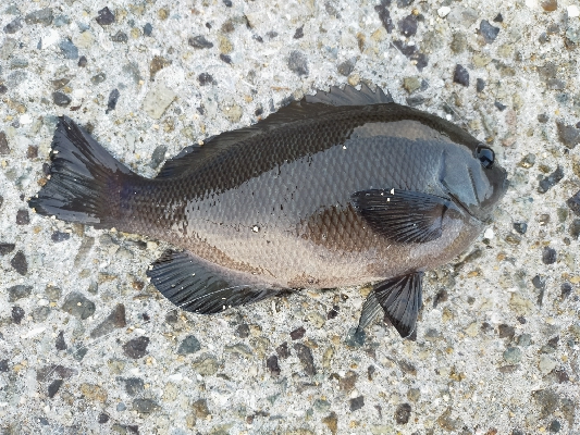 今年初　グレ調査