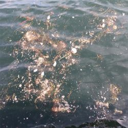 続々・タコはやっぱり裏切らない。。。