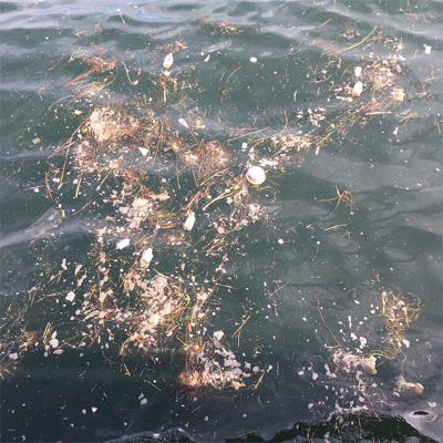 続々・タコはやっぱり裏切らない。。。