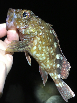 ボトルでガシラ狙い