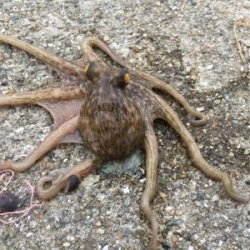 コスモで初タコ