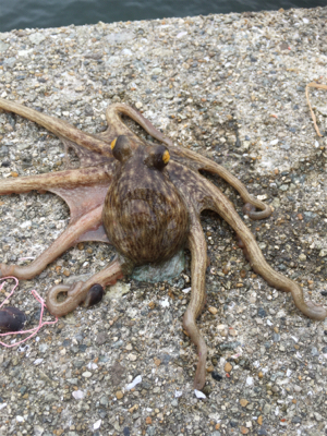 コスモで初タコ